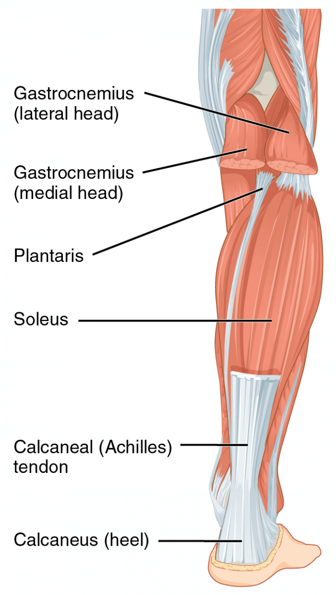 Calf anatomy